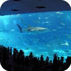 Самый большой аквариум с рыбами в мире